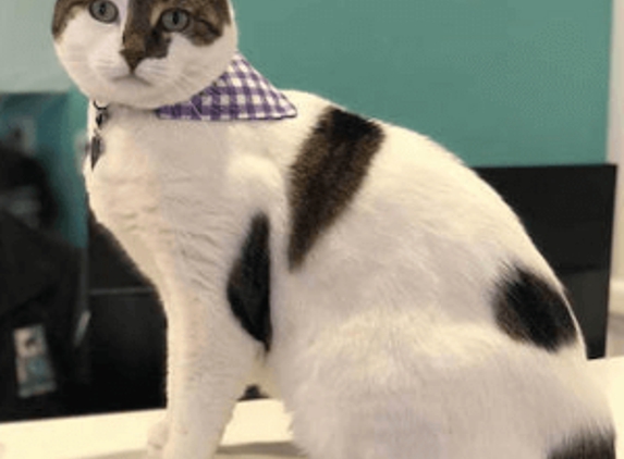 West Queanbeyan Veterinary Hospital - Crestwood, NSW