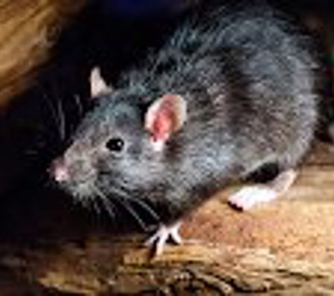 Pointer Pest Control - Granite Bay, CA