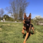 Off Leash K9 Training, Lehigh Valley