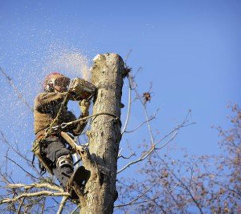 Manassas Tree Service - Manassas, VA