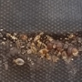 Bucks County Termite & Pest Control
