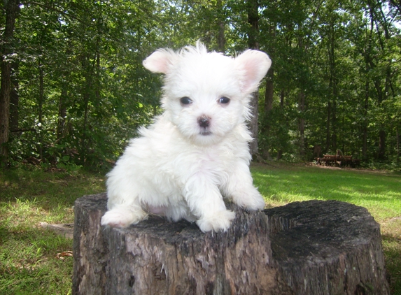 Raintree Country Kennel - Poplar Bluff, MO