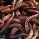 Sharon's Worm Sales