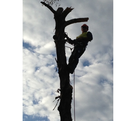 Curtis Tree Lopping Specialists - West Wodonga, VIC