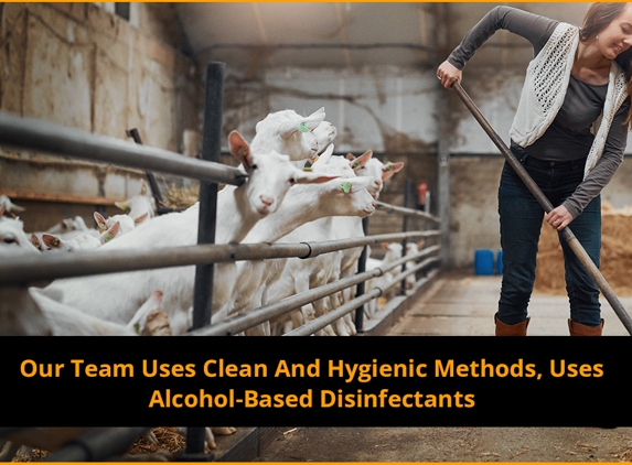 Huey's Run Shearing & Crutching - Brucedale, NSW. Our Team Uses Clean And Hygienic Methods, Uses Alcohol-Based Disinfectants