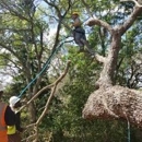 Will  Cut GMP - Tree Service