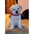 Sideling Hill Labradors