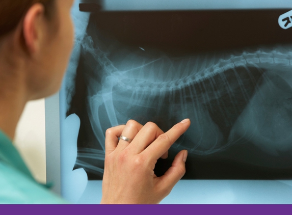 Eastwood Veterinary Clinic - Ballarat East, VIC. Eastwood Vets