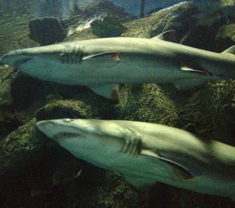 Shark Reef Aquarium - Las Vegas, NV