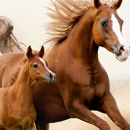 El Herradero Horse Feed - Farm Supplies