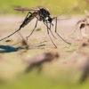 Nationwide Pest Management gallery