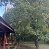 Stump Grinding Services gallery