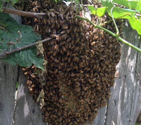 Bee Removal Huckle Bee Farms - Irwin, PA