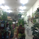Jackie's Bonsai & Supplies - Wholesale Plants & Flowers