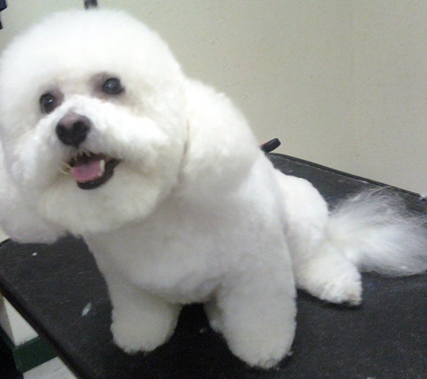 Brush Strokes Pet Grooming Studio - Oak Ridge, TN