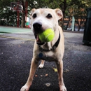 Swifto Dog Walking Bronx - Pet Sitting & Exercising Services