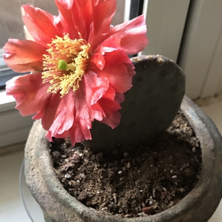 Echter's Nursery & Garden Center - Arvada, CO. Papaya Prickly Pear new pad is already blooming