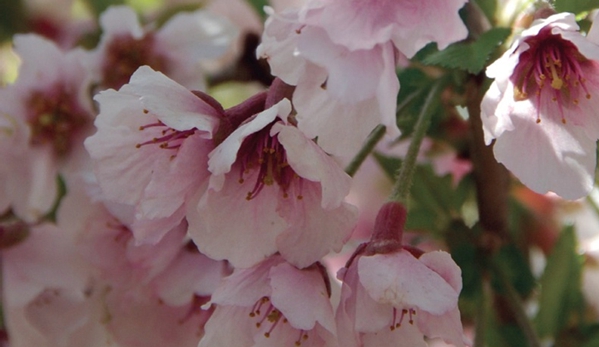 Fleming's Nurseries Pty Ltd - Monbulk, VIC