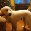 Pam's Pet Grooming gallery