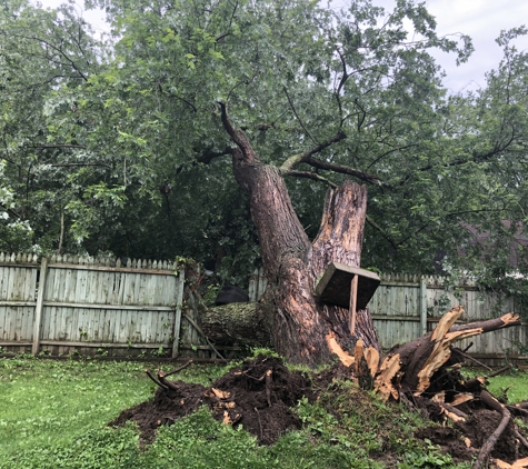 Vail tree service - Fulton, NY. Healthy trees still fail!