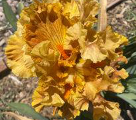 Bloomer-Rang Iris Farm - Kirkland, AZ