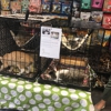 Hoboken Pet gallery