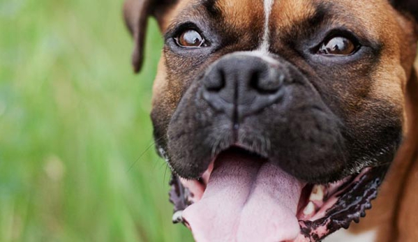 Passionate Paws Veterinary Surgery - Pialba, QLD