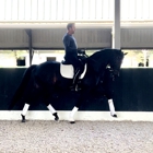 Dressage Stable VDB