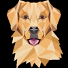 Turquoise Trail Retrievers gallery