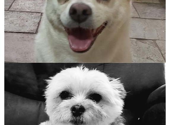 Just Muts - Mount Pritchard, NSW. My cherished fur babies.