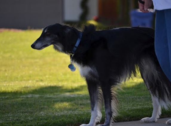 Angelic Canines Dog Training - Moorpark, CA