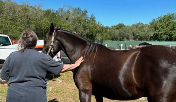 Sunset Riding STABLES....ADULT HORSE  BOARDING - Spring Hill, FL