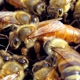 Essential Honey Bees  L.L.C.