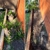 Southside Stump Grinding- Stump Removal Wollongong - Tree & Stump Removal Services