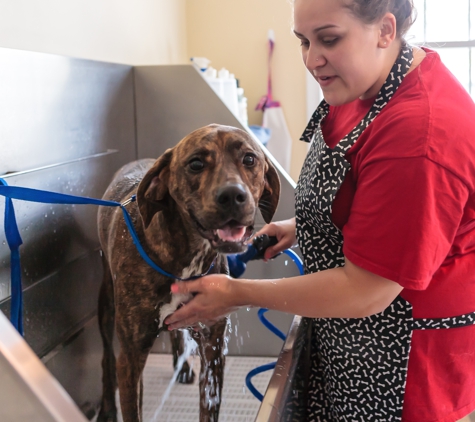 Dirty Pawz Pet Grooming - South Easton, MA