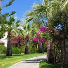 Diven Tree Services