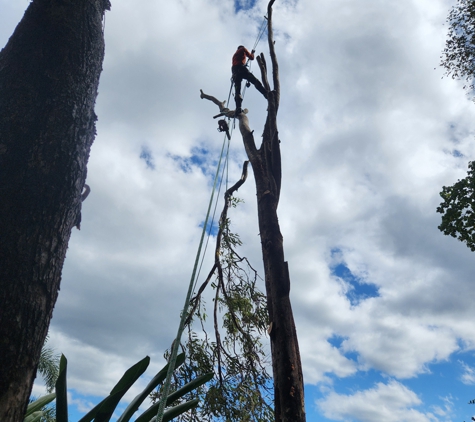 LTM Trees