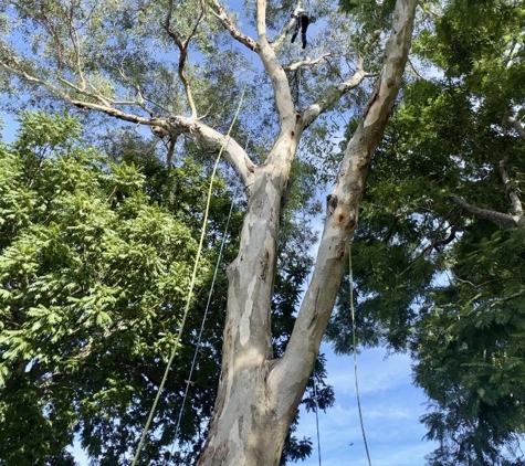 EnviroArb Pty Ltd - Emerald Beach, NSW