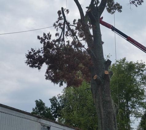 Superior Tree And Landscape - Morristown, TN