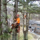 Limber Tree Services