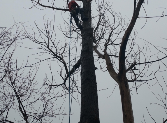 Northern Tree Service - Saginaw, MI