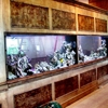 Sea Clear Aquarium gallery