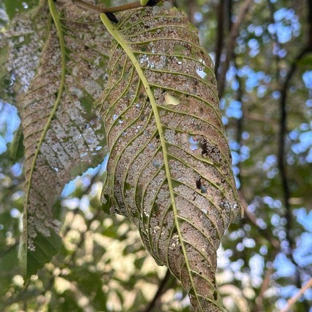 Local Tree Care - Baranduda, VIC