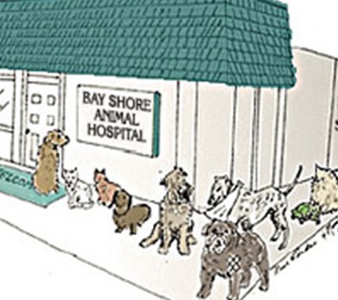 Bay Shore Animal Hospital - Bay Shore, NY