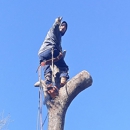 Done Right Tree Service - Tree Service