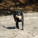 The Dog Mechanic - Orlando FL - Pet Training