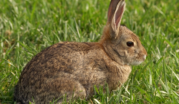 Northern Colorado Pest and Wildlife Control - Greeley, CO