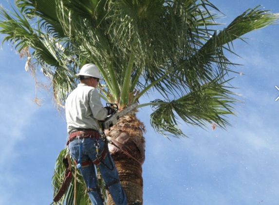 Adolfo Tree Service - Houston, TX. Palm trimming in Houston Texas