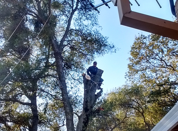 Martin's Tree Service - el dorado, CA