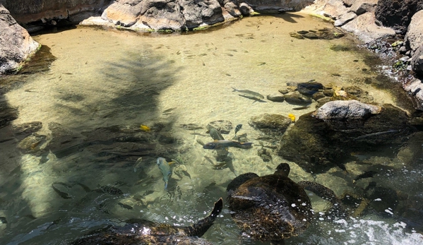 Dolphin Quest Oahu - Honolulu, HI